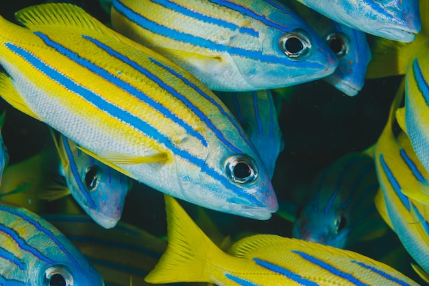Premium Photo | Tropical fishes of blue and yellow color