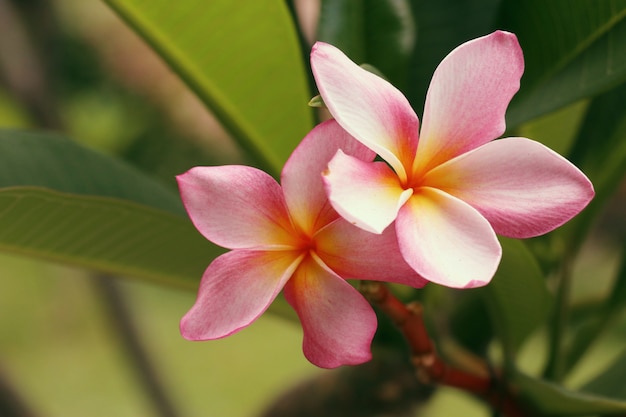 熱帯の花ピンクプルメリア プレミアム写真