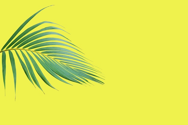 Premium Photo | Tropical frond green palm leaf tree isolated on yellow