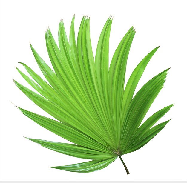 Premium Photo | Tropical green chinese windmill palm leaf tree isolated ...