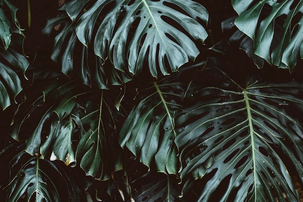 Premium Photo | Tropical green leaves background, monstera deliciosa ...