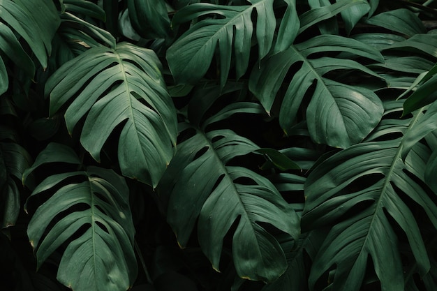 Tropical green leaves background Free Photo