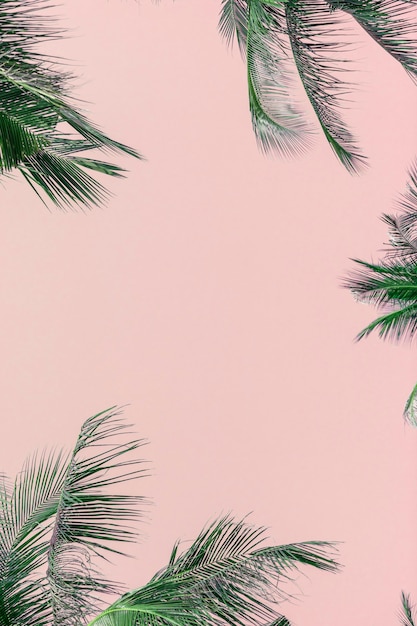 Premium Photo | Tropical green palm leaves on pink background