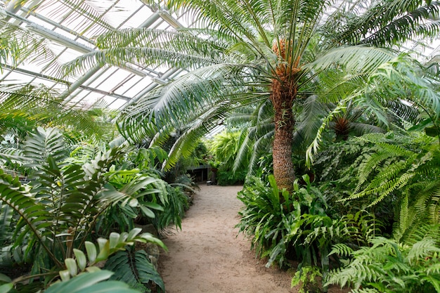 Premium Photo | Tropical greenhouse/glasshouse with evergreen plants ...