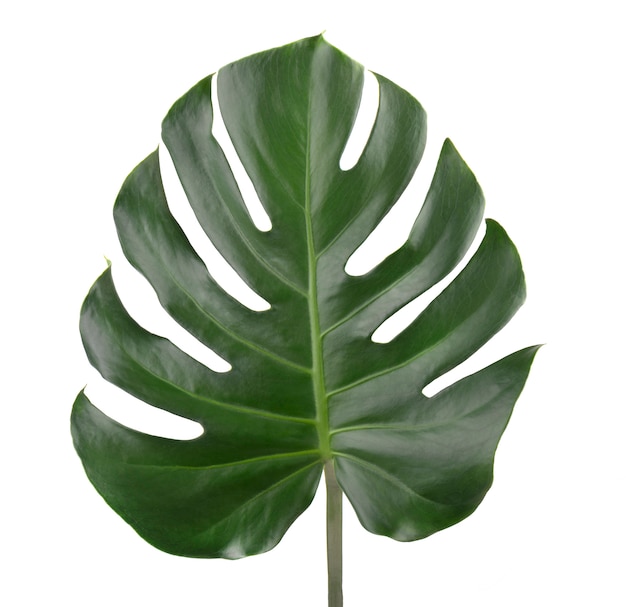 Premium Photo | Tropical jungle monstera leaves isolated, swiss cheese ...