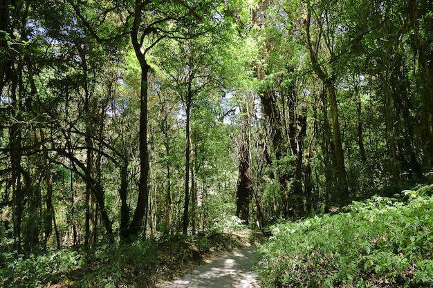 Tropical Jungle Rain Forest In Chiang Mai Thailand Photo - 