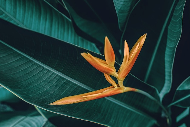 Premium Photo | Tropical leaves abstract green leaves texture nature ...