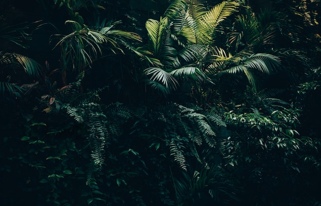 Tropical leaves background,jungle leaf garden | Premium Photo