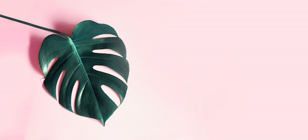 Tropical leaves monstera on pink background. Free Photo