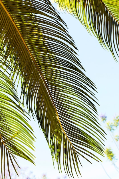 Free Photo | Tropical leaves in the sun outdoors