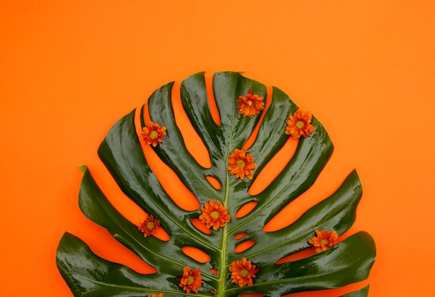 Free Photo | Tropical orange background