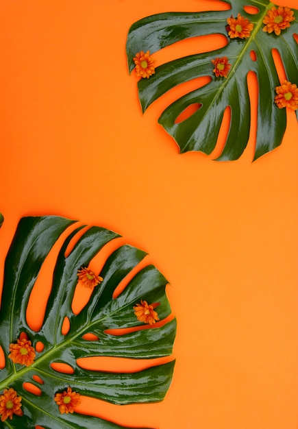 Free Photo | Tropical orange background