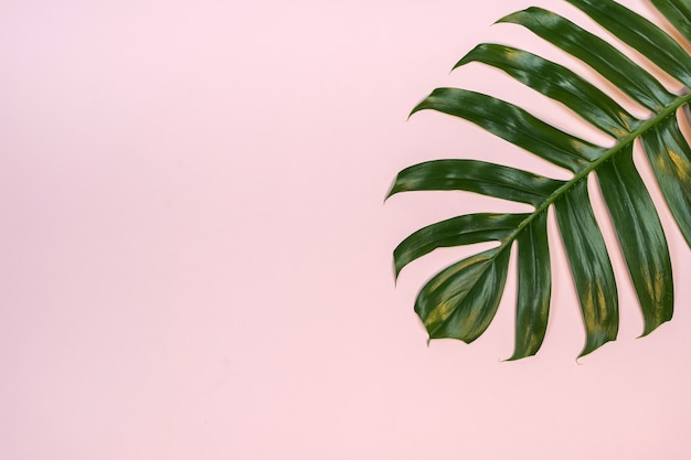 Premium Photo | Tropical palm leaf on pink background.