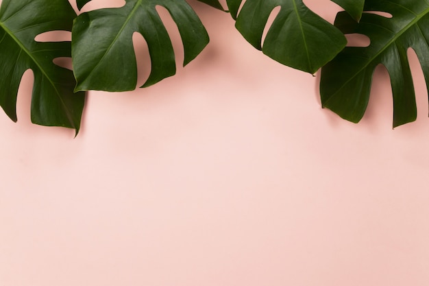 Tropical palm leaf on pink background Photo | Premium Download