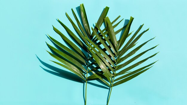 Premium Photo | Tropical palm leaves on blue background.