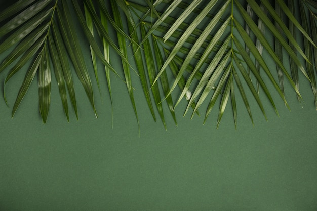 Premium Photo | Tropical palm leaves