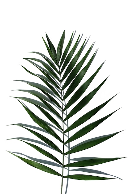 Premium Photo | Tropical palm tree leaf on a white background