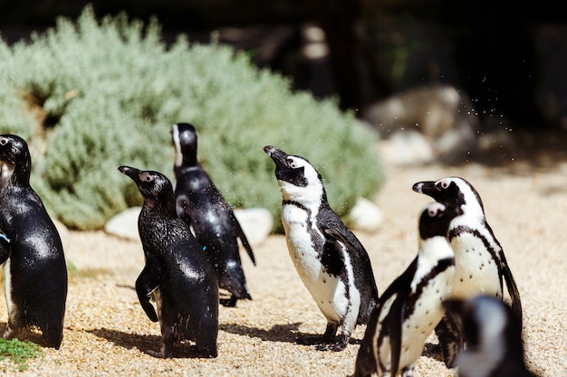 Premium Photo | Tropical penguins on the beach near the pool, penguins ...