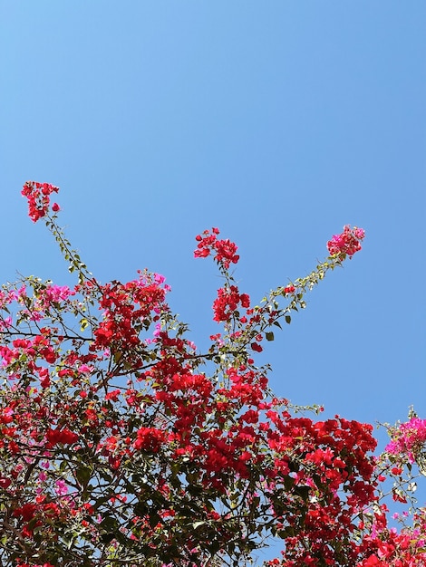 青い空に赤い花を持つ熱帯植物 プレミアム写真