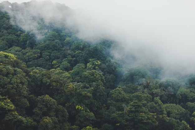 Premium Photo | Tropical rain-forest with mountain and mist in the morning.