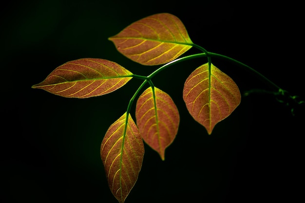 Premium Photo | Tropical rainforest foliage plants bushes green leaves ...