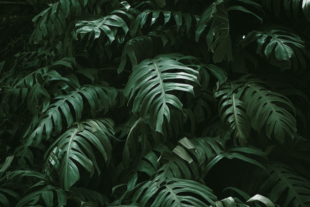 家の装飾の背景の壁紙のためのモンステラフィロデンドロン自然植物画像の熱帯雨林緑の葉 プレミアム写真