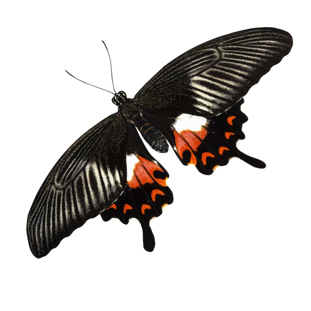 Premium Photo | Tropical red and black - butterfly isolated on white ...