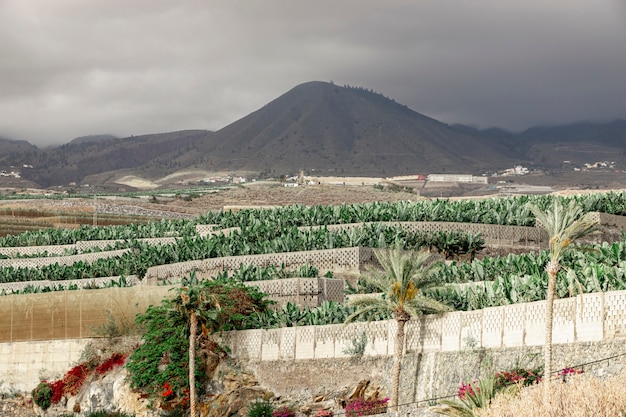 Tropical trees with a mountain background Free Photo