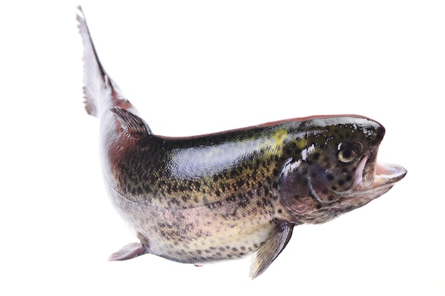 Premium Photo | Trout fish on white background