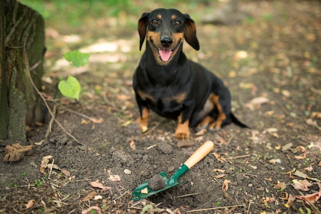 トリュフのキノコの植物と訓練を受けた犬が森で高価なトリュフを見つけて幸せ 無料の写真