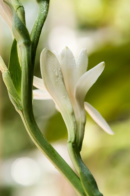 Tuberose Images Free Vectors Stock Photos Psd