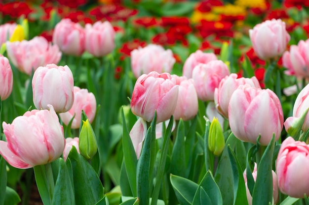 Premium Photo | Tulip flowers in garden