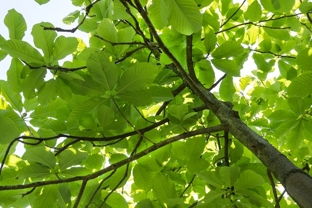 Premium Photo | Tulip tree trunk with dense foliage and branches