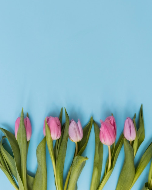 Free Photo | Tulips on blue background