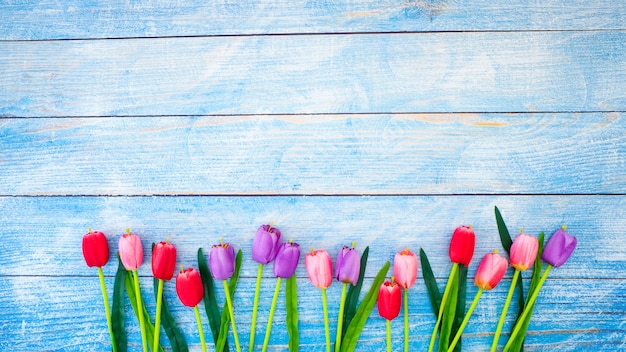 tulip background