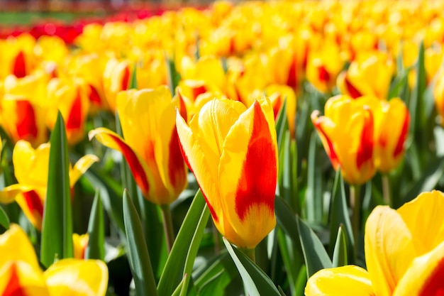 Premium Photo | Tulips flower garden