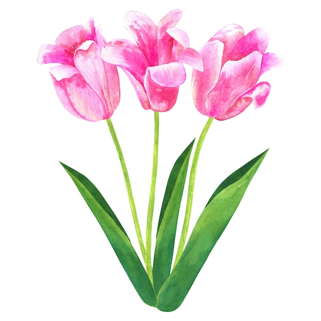 Premium Photo | Tulips. hand drawn vector illustration. monochrome ...