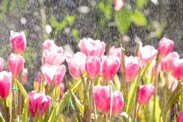 Premium Photo | Tulips with raindrops.