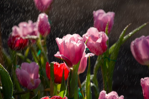 Premium Photo | Tulips with raindrops.