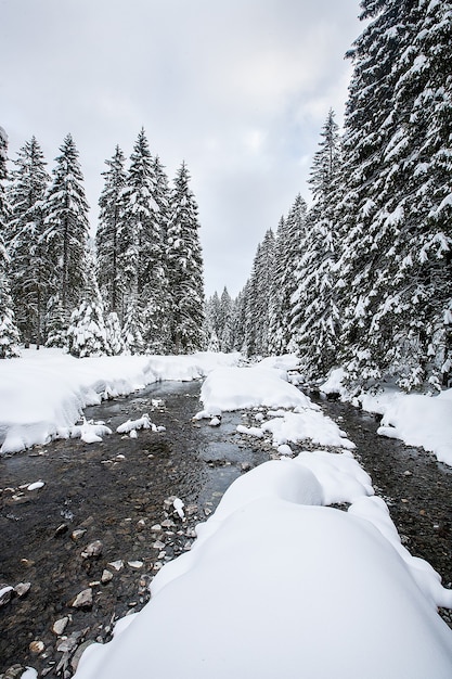 Free Photo | Turbulent river rapids in pictoresque forest during winter ...