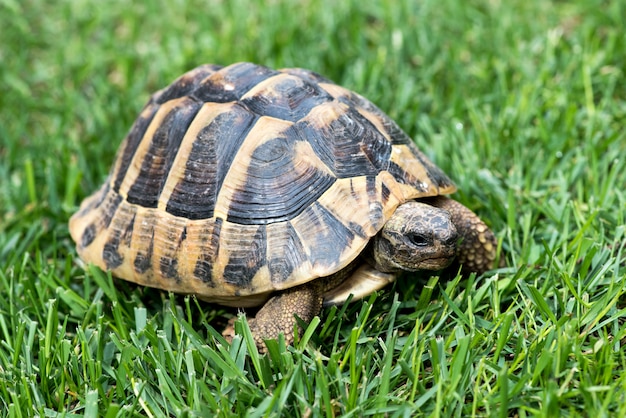 Premium Photo | Turtle on the grass