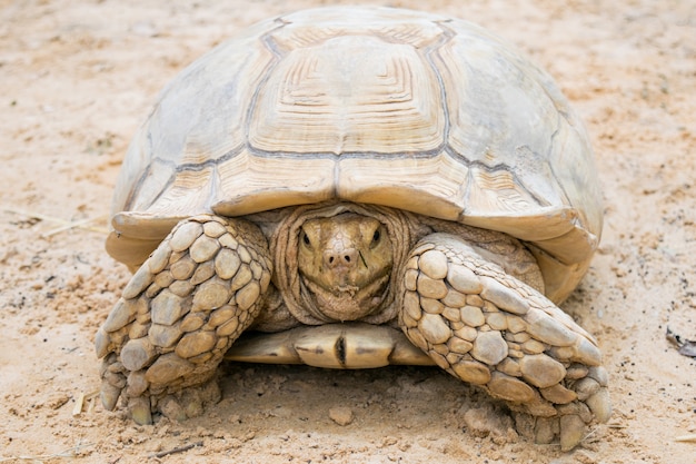 Premium Photo | Turtle on the sand