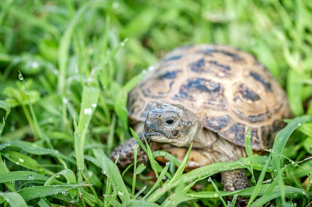 Premium Photo | Turtle on a sunny day in the grass