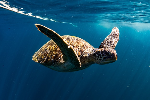 Premium Photo | Turtle swim in blue sea