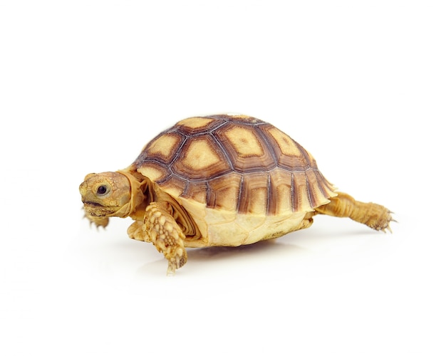 Premium Photo | Turtle on over white background