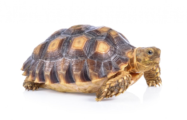 Premium Photo | Turtle on white background