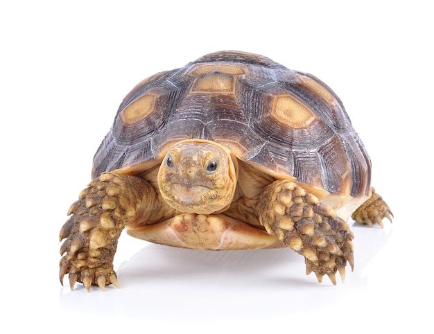 Premium Photo | Turtle on white background