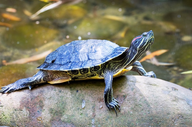 Premium Photo | A turtle with a raised head on stones near river