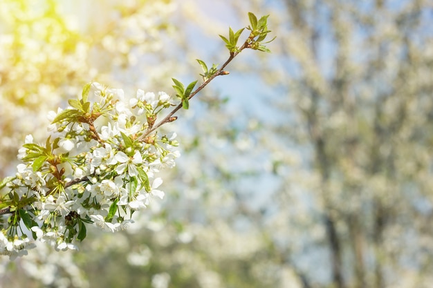 Premium Photo | Twig blossoming cherry twigs, natural spring background ...