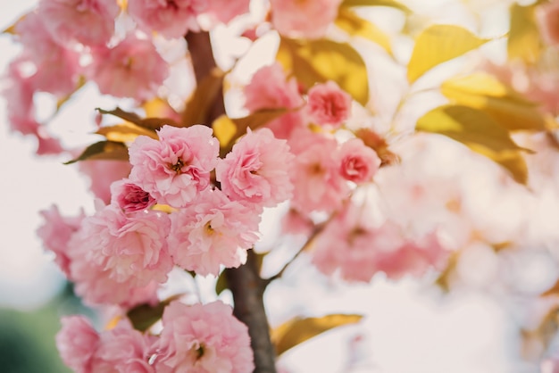 太陽の下でピンクの桜の花の小枝 ソフト選択的フォーカス 春の花のテクスチャ プレミアム写真